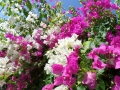 Kalifornia blossom Reiki  Ferneinweihung - Termin nach Buchung