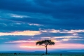 Afrikanische-Blüten  Selbsteinweihung nach Skript
