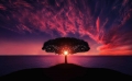 Tree Reiki Grad 1-4  Ferneinweihung - Termine nach Buchung