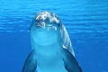 Dolphin Spirit Energy Selbsteinweihung nach Skript